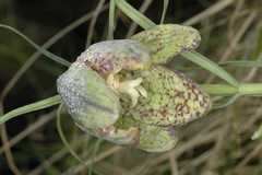 Fritillaria cirrhosa